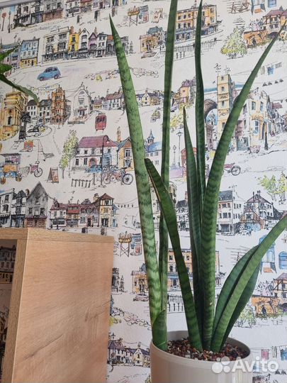 Сансевиерия Narrow