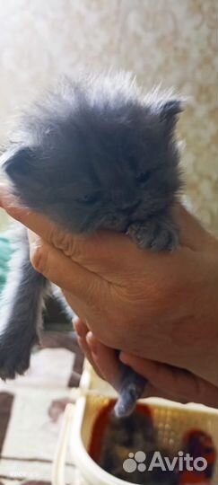 Флеппинги Котята