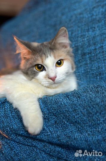 Очаровательная котёнок-подросток (стерилизована)