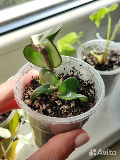 Хойя компакта