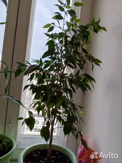 Продам цветы комнатные