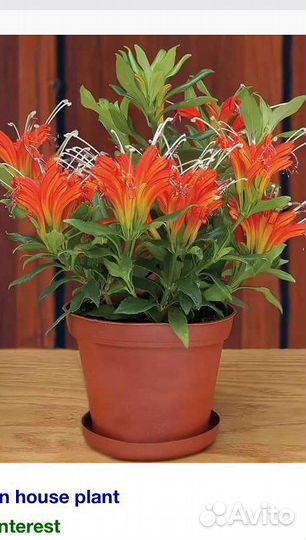 Эсхинантус Жар птица