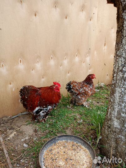 Молодые курочки брама