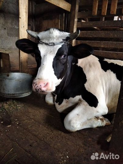 Телка стельная