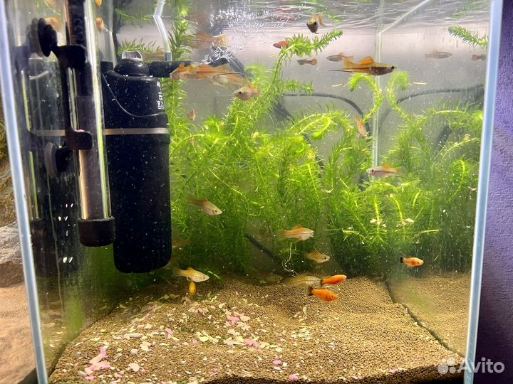 Рыбки меченосцы