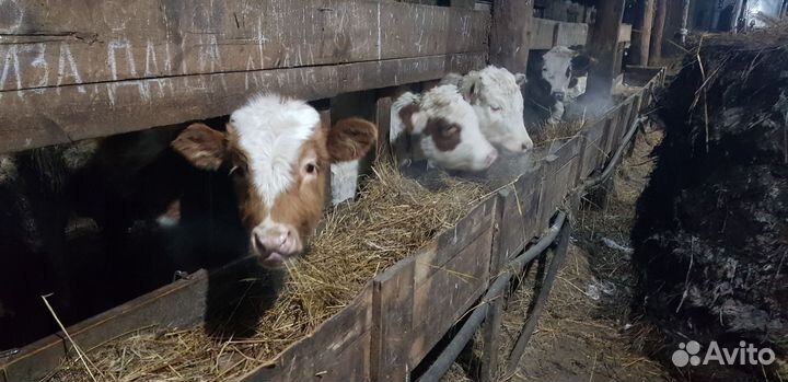 Бычки, телята