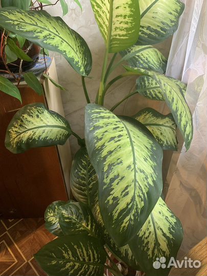 Диффенбахия пёстрая