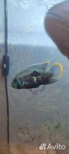 Акара бирюзовая