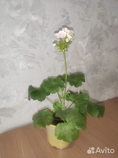 Герань пеларгония