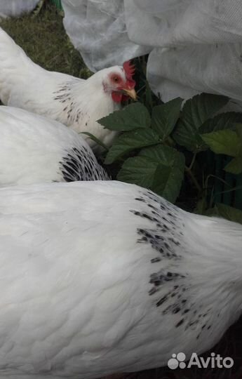 Куры молодки несушки