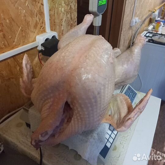 Мясо домашней индейки