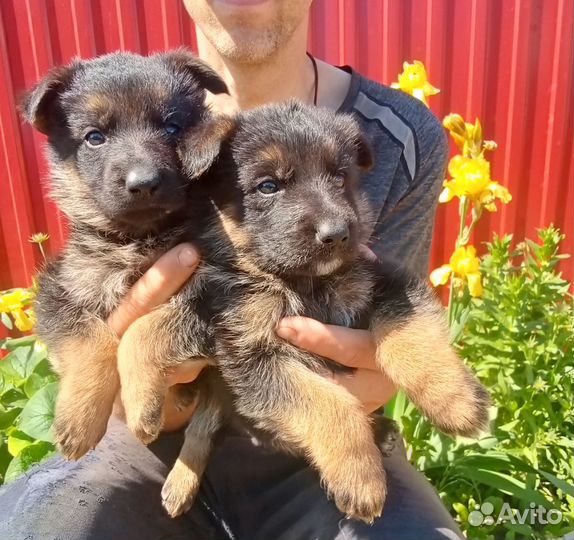 Немцы щенки