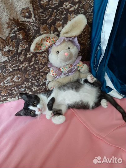 Котенок в добрые руки