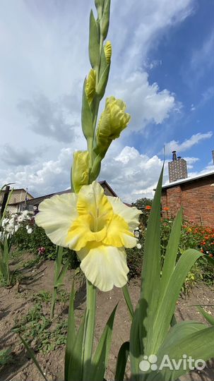Гладиолусы букет