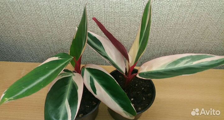 Строманта триколор