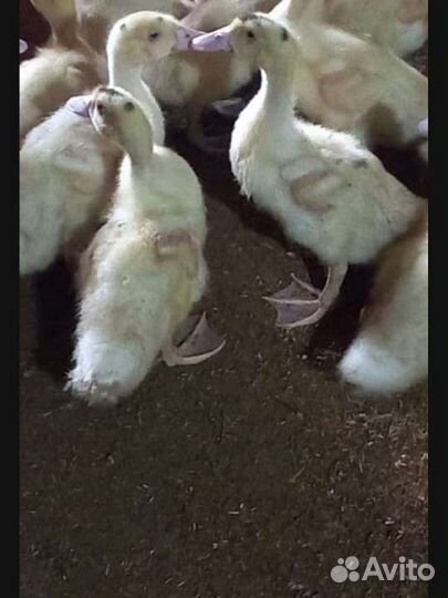 Муларды,Утки