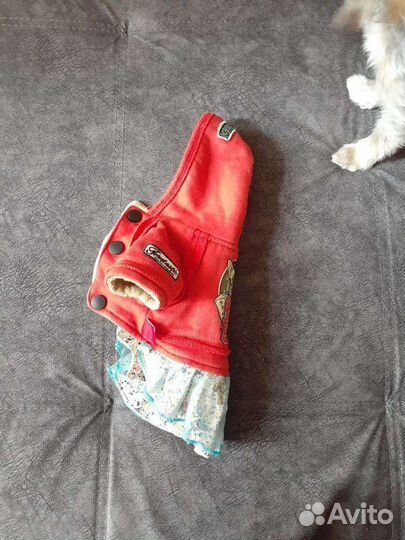 Одежда для маленьких пород собак