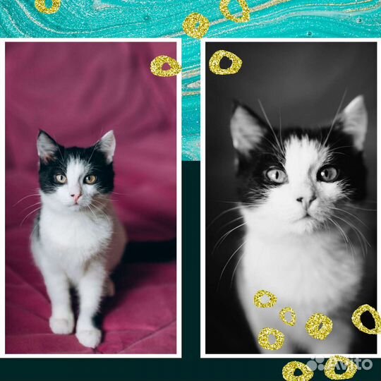 Котенок ищет дом