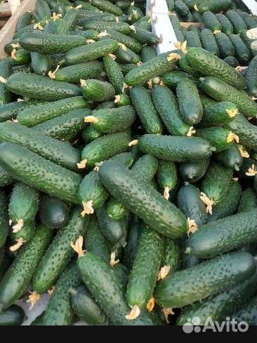 Помидоры пальчики,огурцы