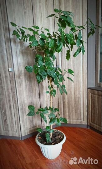 Гибискус китайская роза 1,7 м