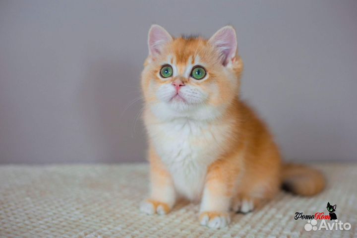 Британский мальчишка