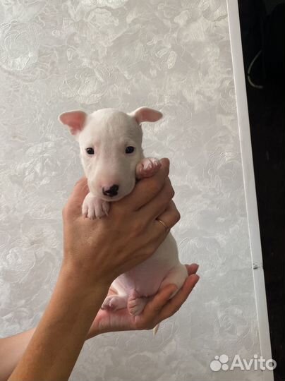 Миниатюрный бультерьер щенки