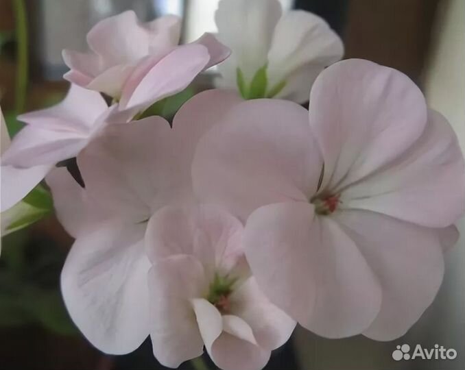 Пеларгония 