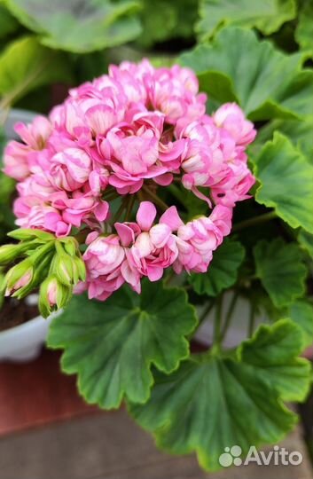 Пеларгония