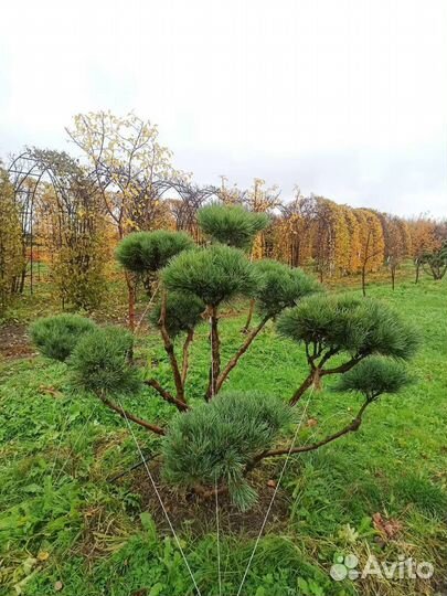 Бонсай из сосны и лиственницы