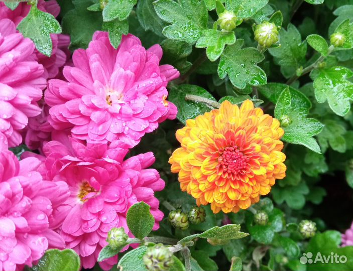 Хризантема мультифлора, 4 цвета