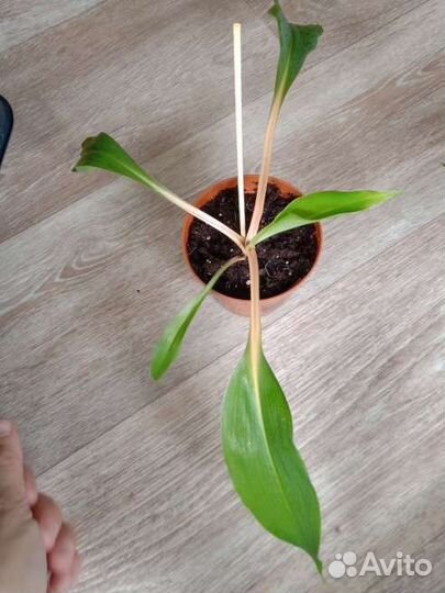 Хлорофитум Оранж