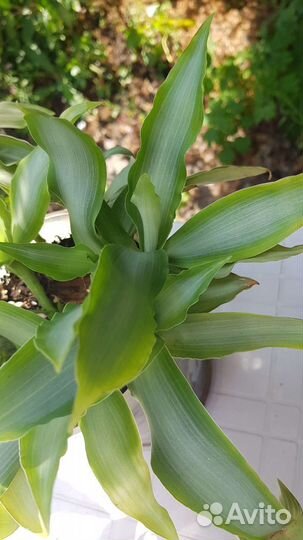 Кротон, красула перфората, мурдания, эхиверия