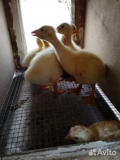 Цыпленок, гусенок