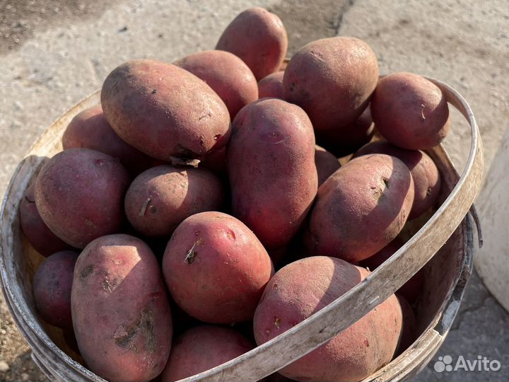 Продам картофель
