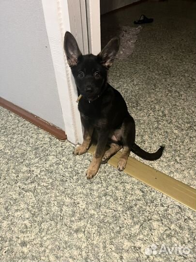 Щенок немецкой овчарки