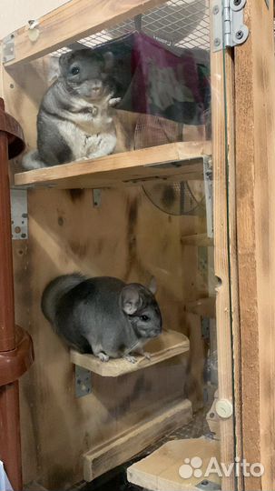 Шиншиллы с клеткой