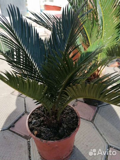 Пальма цикас