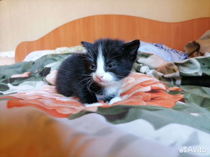 Кошки в добрые руки бесплатно