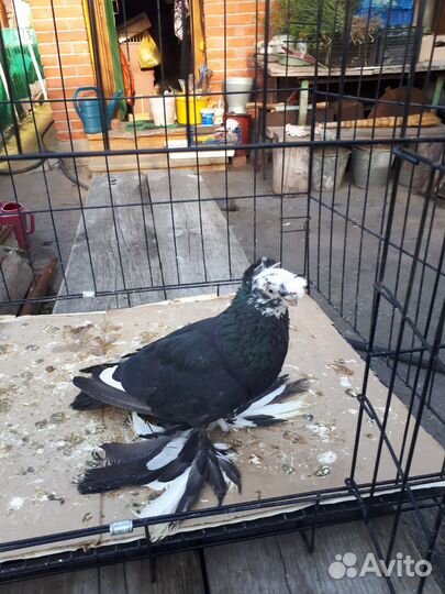 Голуби узбекские