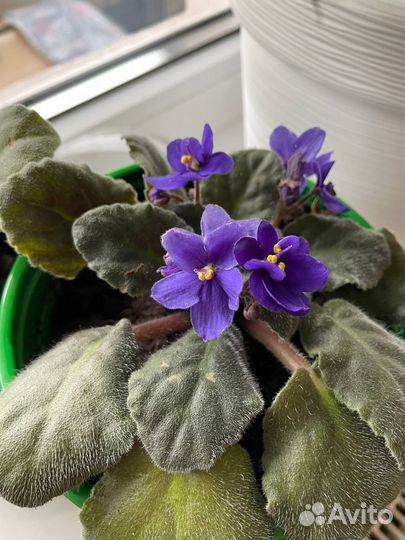 Фиалка в горшках
