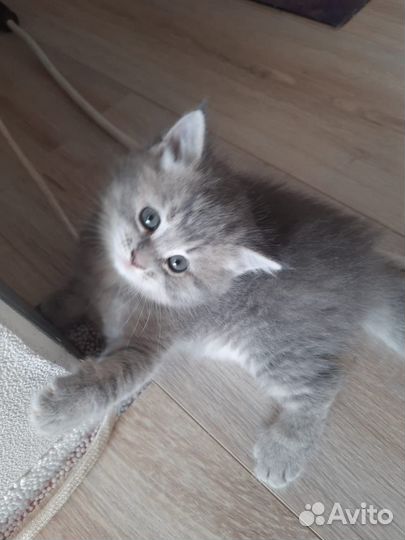 Котята из рекламы