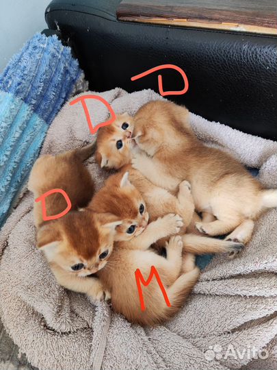 Котята золотая шиншилла