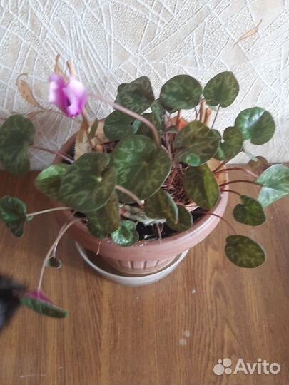 Бабушкин цикламен