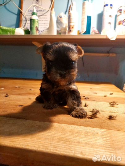Йоркширский терьер мини щенки