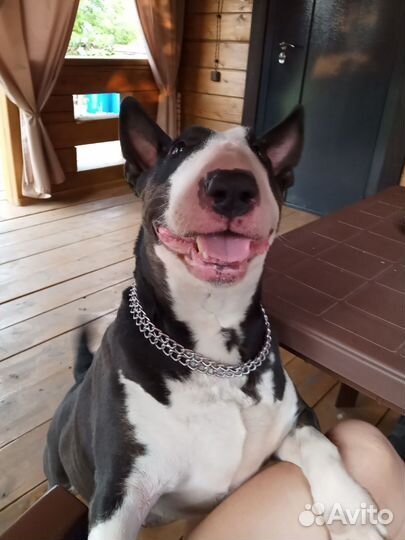 Рисую ваших питомцев