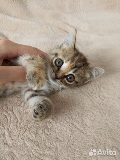 Малыши ищут родителей