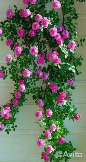 Роза плетистая, флоксы, почвопокровные растения