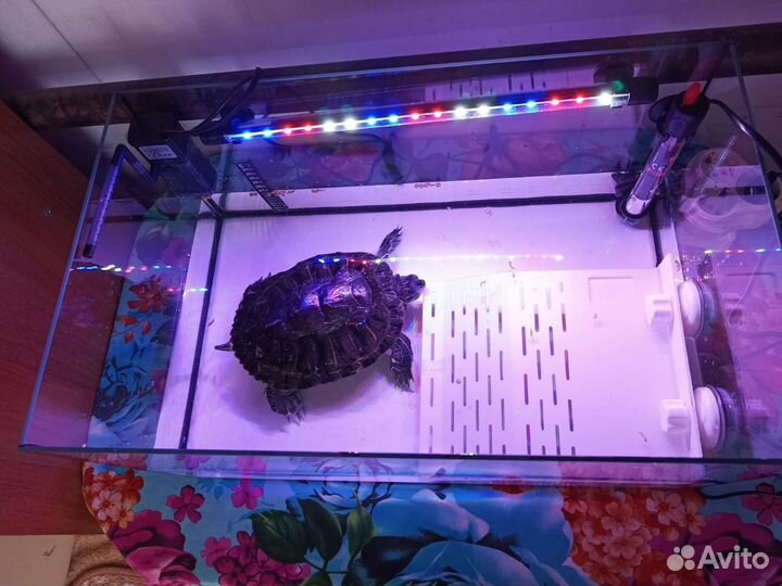 Красноухая черепаха(большая)