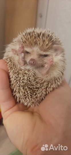 Африканский ежик