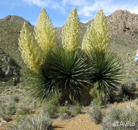 Бутылочная пальма